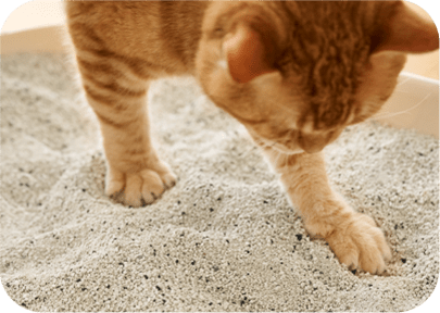 鉱物タイプの細かい砂粒を猫ちゃんがかく画像