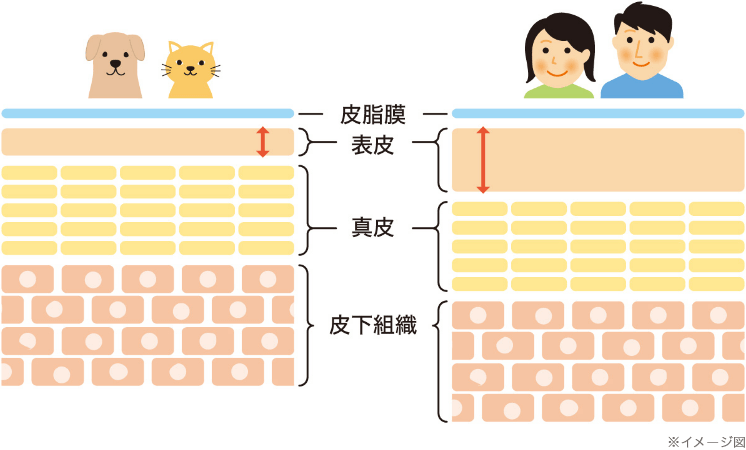 猫と犬の皮膚の薄さ イメージ図