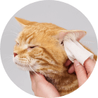 猫ちゃんの耳まわりを拭くイメージ図
