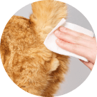 猫ちゃんのおしりを拭くイメージ図