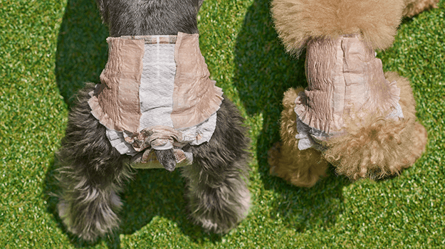 大きさの異なる犬ちゃんが横に並んでいる　調整機能のイメージ画像