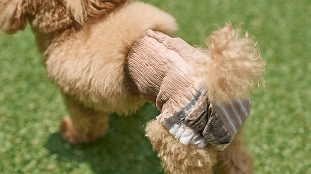 パッチワーク風デザインの犬用おむつ 着用イメージ