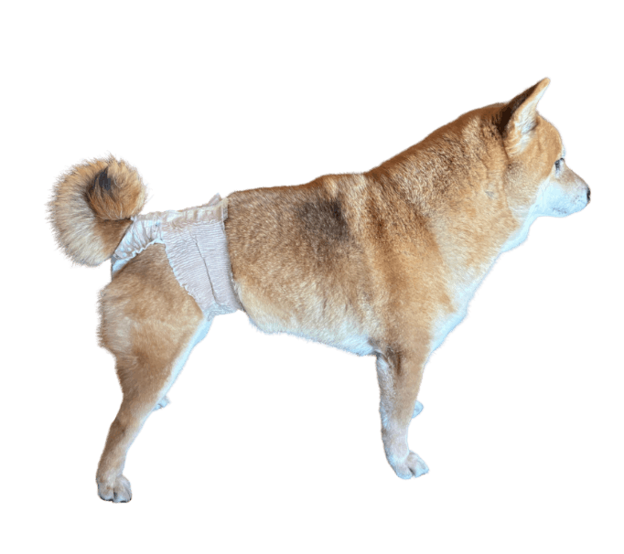 柴犬（犬用おむつ着用イメージ）