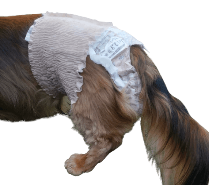 ミニチュア・ダックスフンド（犬用おむつ着用イメージ）②