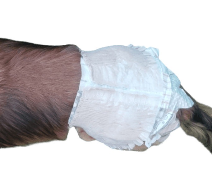 ミニチュア・ダックスフンド（犬用おむつ着用イメージ）③