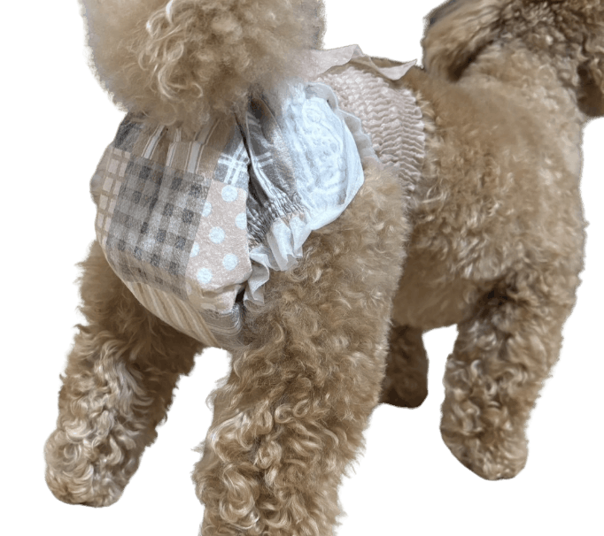トイ・プードル（犬用おむつ着用イメージ）②