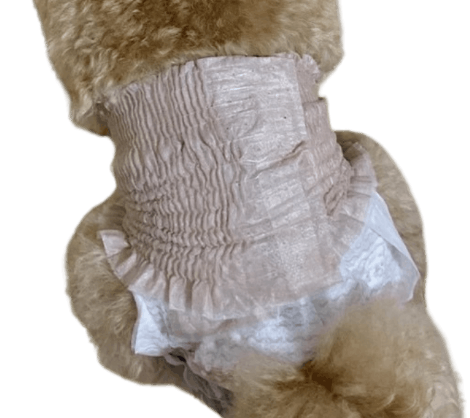 トイ・プードル（犬用おむつ着用イメージ）③