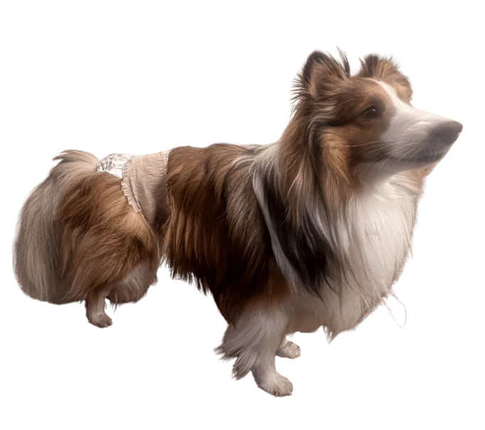 シェットランド・シープドッグ（犬用おむつ着用イメージ）