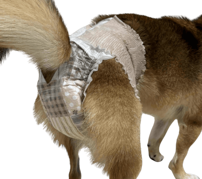 柴犬（犬用おむつ着用イメージ）②