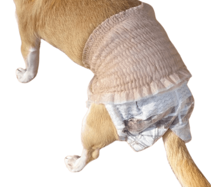 チワワ（犬用おむつ着用イメージ）②