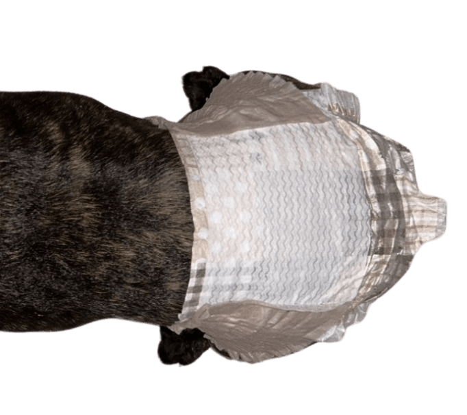 フレンチ・ブルドッグ（犬用おむつ着用イメージ）③