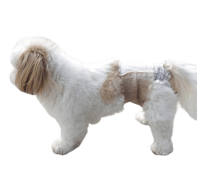 シー・ズー（犬用おむつ着用イメージ）