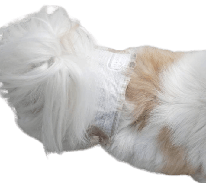 シー・ズー（犬用おむつ着用イメージ）③