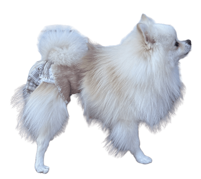 ポメラニアン（犬用おむつ着用イメージ）