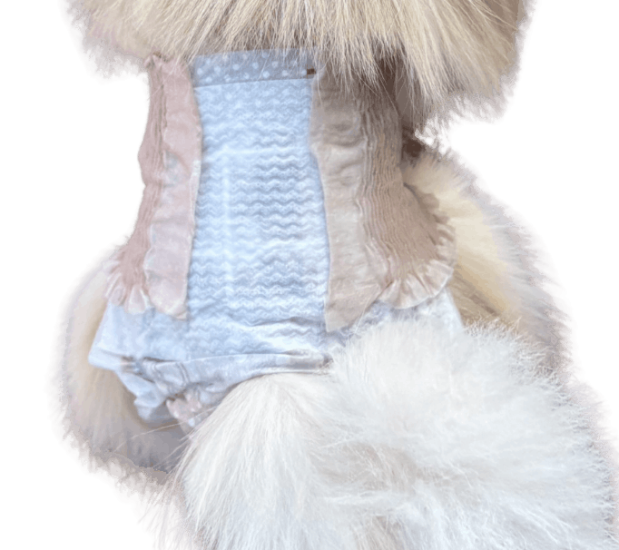 ポメラニアン（犬用おむつ着用イメージ）③