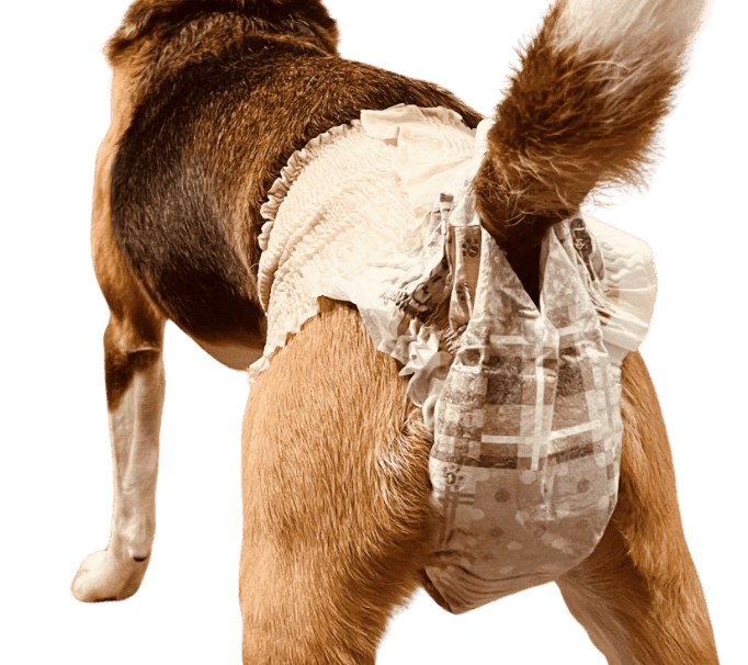 ビーグル（犬用おむつ着用イメージ）②