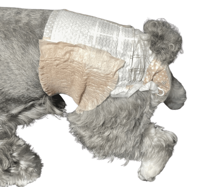 ミニチュア・シュナウザー（犬用おむつ着用イメージ）②