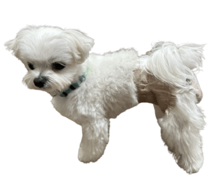 マルチーズ（犬用おむつ着用イメージ）