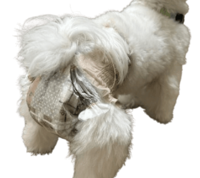 マルチーズ（犬用おむつ着用イメージ）②