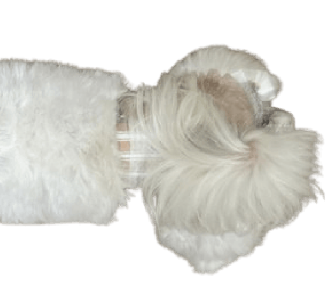 マルチーズ（犬用おむつ着用イメージ）③