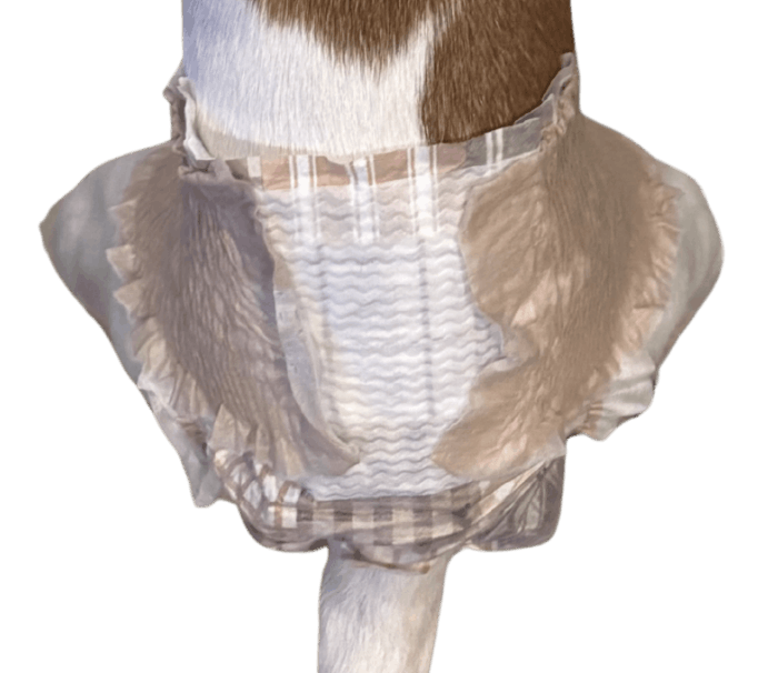 ジャック・ラッセル・テリア（犬用おむつ着用イメージ）③