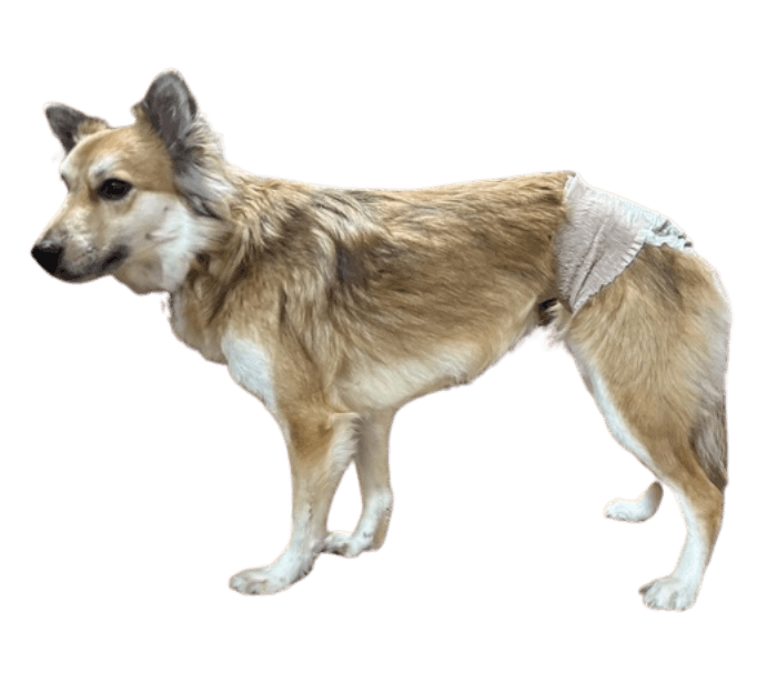 雑種（犬用おむつ着用イメージ）