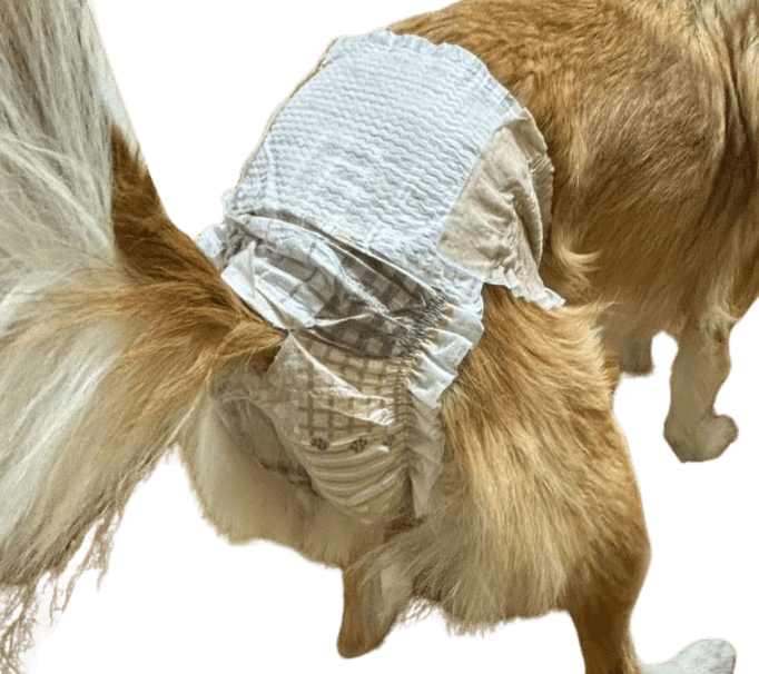 雑種（犬用おむつ着用イメージ）②