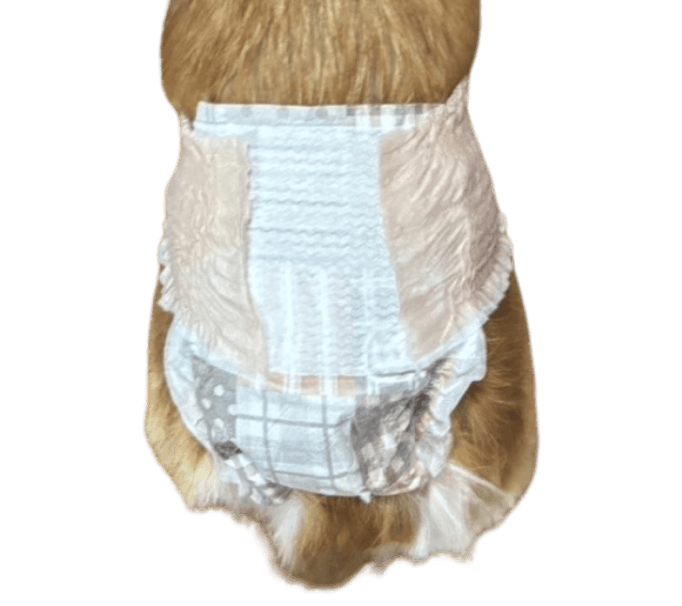 雑種（犬用おむつ着用イメージ）③