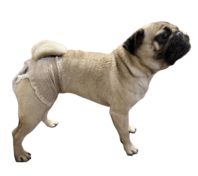 パグ（犬用おむつ着用イメージ）