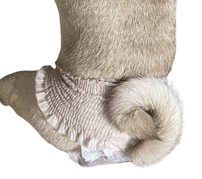 パグ（犬用おむつ着用イメージ）③