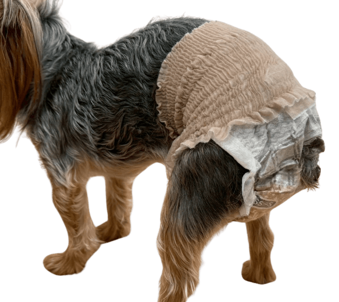 ヨークシャー・テリア（犬用おむつ着用イメージ）②