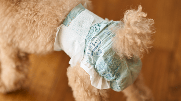 お洋服との合わせ方でも楽しめる北欧風デザイン 着用イメージ