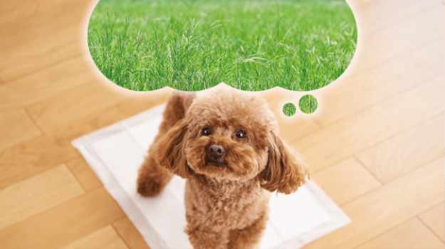 グラスフィール成分配合 イメージ