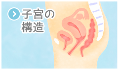 子宮の構造