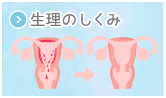 生理のしくみ